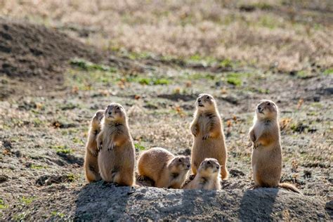 soap2day social animals|The Fascinating Social Structure of Prairie Dogs .